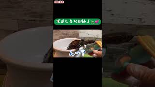 求愛したら即終了06 VS亀の水鉄砲 クサガメ つく 爬虫類 亀飼育 亀 かわいい Reeves Turtle courtship dance 求愛ダンス 求愛行動 shorts [upl. by Scharaga994]