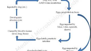 Echinococcus multilocularis lecture [upl. by Thebault]