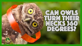 Can an owl turn its head all the way around A full 360 degrees [upl. by Ahsahs]