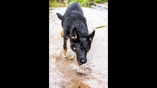 The RealLife Cujo Incident The Horrifying True Story Behind the Iconic Horror Movie [upl. by Bron]