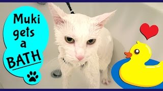 Best way to give a cat a BATH without getting scratched  Bathing my Cat using a HARNESS [upl. by Ahsennod]