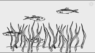 Demystifying ocean acidification and biodiversity impacts [upl. by Okika]