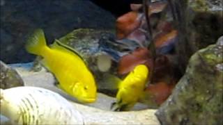 African cichlids mating ritual [upl. by Esaele]