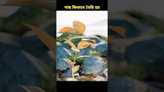 গাছ কিভাবে তৈরি হয়shorts facts tree ytshorts [upl. by Burdett]