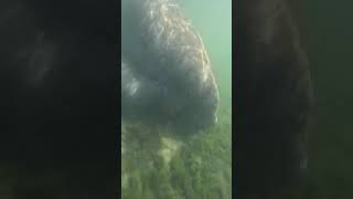 Nursing Manatee Swim with Manatees Crystal River floridamanatee crystalriverflorida manatee [upl. by Belayneh]