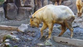 Tama Zoological Park  Budorcas taxicolor bedfordi ≪ Takin ≫  ターキン [upl. by Atelokin564]