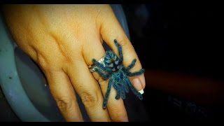 Sling Care Avicularia Caribena versicolor care by the Deadly Tarantula Girl [upl. by Essirehs]