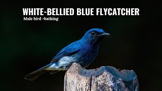 White bellied Blue Flycatcher  male bathing blueflycatcher oldmagazinehouse [upl. by Labana915]