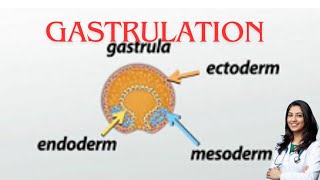 Gastrulation germ layer subOBG explanation by chandni maam [upl. by Mosley]