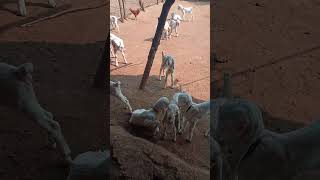 goat goatfarming animals farm farmer shorts [upl. by Notxap]