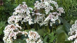 Bergenia Bressingham White [upl. by Skcirdnek]