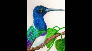 White Necked Jacobin Hummingbird [upl. by Trometer751]