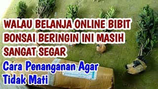 PENANGANAN BIBIT BONSAI BERINGIN KIMENG BOXSUS ELEGAN KOMPAKTA ONLINE [upl. by Wallache]