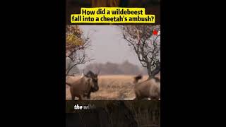 how did wildbeest fall into cheetah s ambushshorts animals wildlife funny funnyanimals viral [upl. by Spoor966]