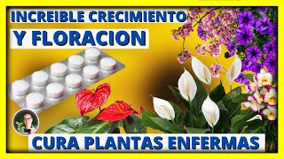 SUPER FLORACION y CRECIMIENTO en plantas sanas CURA plantas enfermas CON ASPIRINA  Gio de la Rosa [upl. by Newel110]