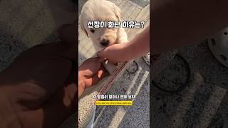 언 놈이 그랬어 우리새끼를  남해 리트리버 goldenretriever 몽실이 puppy 강아지 babydog [upl. by Emmons]