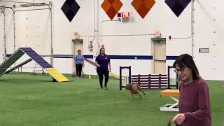 AKC Novice Standard [upl. by Odnolor]