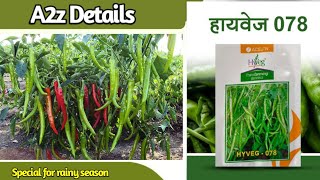 Mirch ki Hybrid VeraityRashi Hyvegs 078 chilli veraity Mirch ki kheti [upl. by Lerrad]