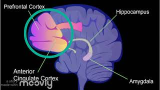 Inhibitory Control and The Stroop Task [upl. by Sanchez]