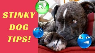 Help My Dog Stinks Smelly Dog Tips [upl. by Bertolde]