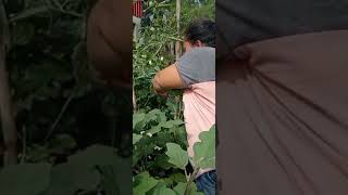 harvest time sa talong backyard garden [upl. by Alberik]