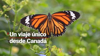 Mariposas Monarca vuelan en un viaje de más de 4 mil kilómetros desde Canadá hasta México [upl. by Apostles511]