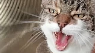 Cat meows compilation 37 [upl. by Evered]