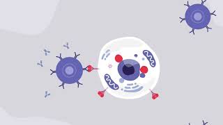 AdenovirusBased Vaccine for COVID19 [upl. by Heyman624]