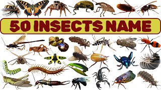 Insects Vocabulary ll 50 Common Insects Name in English With Pictures ll Beetles Butterfly [upl. by Drewett]