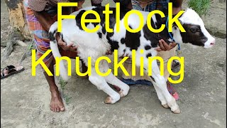 Fetlock Knuckling of CalfComplete Operative Procedure of Knuckling [upl. by Emad397]