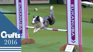 Agility  Championship Final  Crufts 2016 [upl. by Birkner334]