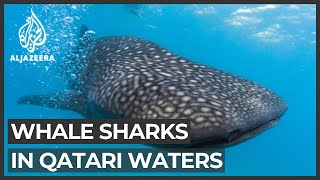 Whale Shark pops a boner at Churaumi Aquarium Okinawa [upl. by Dilaw987]