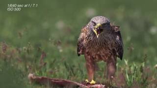 رحلة جوارح اسبانيا ٢٠١٦  Spain birds of prey trip 2016 [upl. by Nalim]