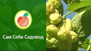 Клекачка перистая  и цветы и орешки съедобны [upl. by Atiragram]