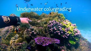 Underwater Color Grading like a PRO  Gopro and Premiere Pro [upl. by Bevon]