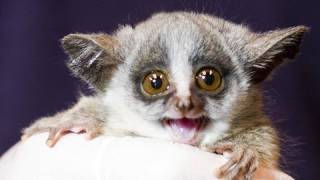 Bushbaby Babies Behind the Scenes [upl. by Lochner85]