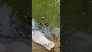 LABOR DAY DUCKS LEARNING TO SWIM shorts ducklings laborday2024 [upl. by Heddie]