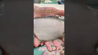 ナメタカレイ捌き方shorts short new fish howto japan cooking おすすめ お料理 釣り 楽しい 趣味 チャレンジ [upl. by Jens294]