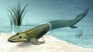 A Tail Of Four Feet the evolution of tetrapod animals [upl. by Rodmur]