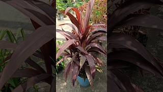 Cordyline Fruticosa Ti plantleafplant cordylinefruticosa tiplant beautifulleafplant garden [upl. by Nidnarb]