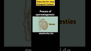 Full Process of Spermatogenesis spermatogenesis neetbiologyshort shortbiology [upl. by Hanselka]