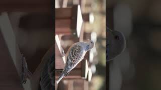 🐦☆¹²◇¹ Oriental Turtle Dove Streptopelia orientalis in Pigeon Dove Family Columbidae [upl. by Etnoek]