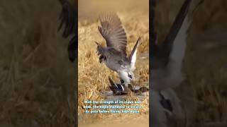 Beginilah cara elang memburu mangsanya viralvideo animals eagles wildlife reels short fyp [upl. by Epillihp264]