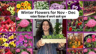 Grow these Flowers in November December  Part 1  नवंबर दिसंबर में लगने वाले फूल winterflowers [upl. by Roxine524]