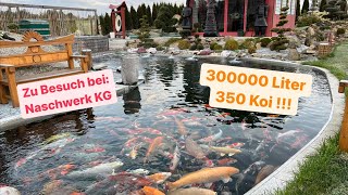 Ein Mega Koi Teich im Detail 300000 Liter  350 Koi  1000 Filterbürsten [upl. by Atinna]