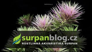 Limnophila aromatica  hippuridoides Eustralis  Bahnatka vonná  Akvarijní rostliny  SURPANcz [upl. by Lankton854]