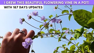 My 187Days Journey with this Beautiful Flowering Vine Sky Blue Cluster Vine [upl. by Nelle810]