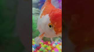 Breakfast Time for Goldies fypシ゚viral shortvideos goldfish aquarium trendingshorts fyp [upl. by Navanod]