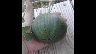 How To Grow Sugar Baby Watermelons  seed to harvest [upl. by Ecirpak207]