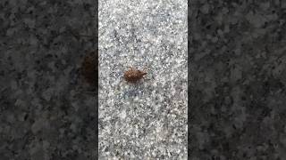 Brown marmorated stink bug shorts insects stinkbug bug [upl. by Nuhsyar]